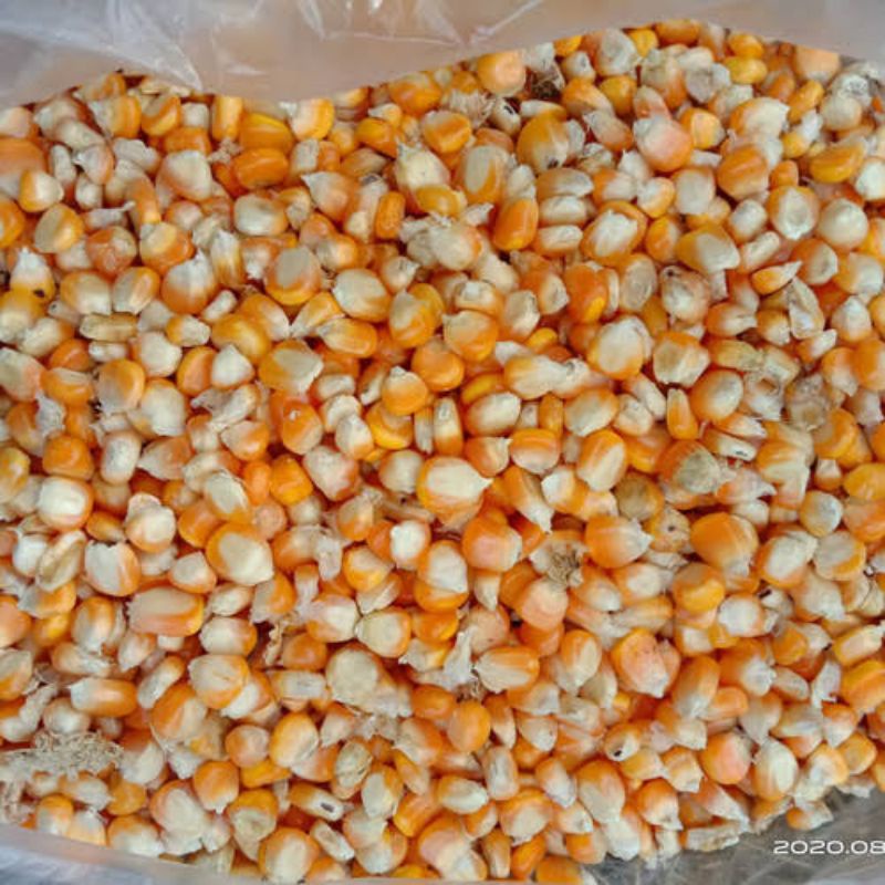 jagung pakan ayam merpati 1kg