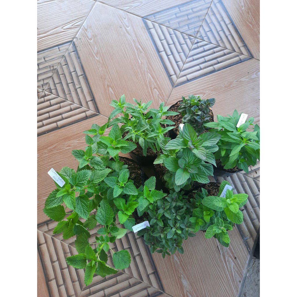 Bibit Lemon Balm Mint/ Tanaman Mint/Lemon Balm Mint