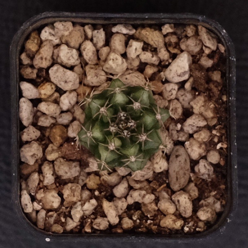 kaktus gymno gymnocalycium variegata J