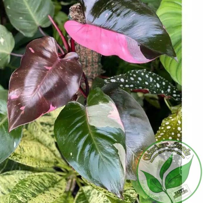 FRESHH ♚  Murah Meriah Bonggol philodendron pink princes O Bibit Tanaman Hias Original,