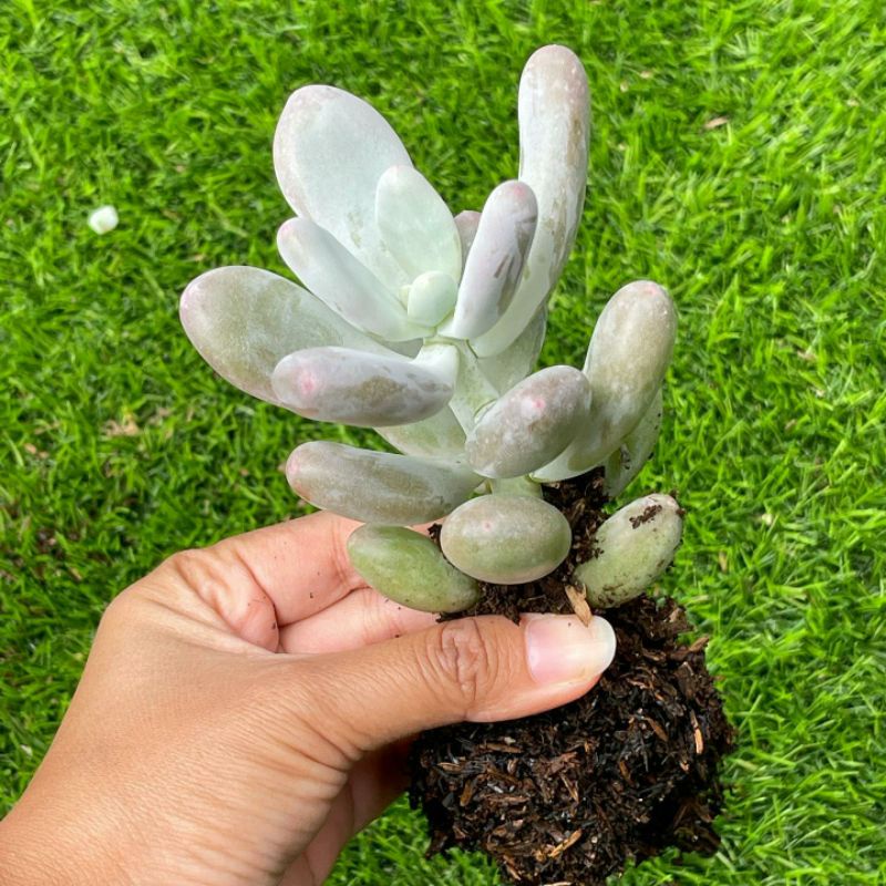 Sukulen Moonstone Pachyphytum Oviferum