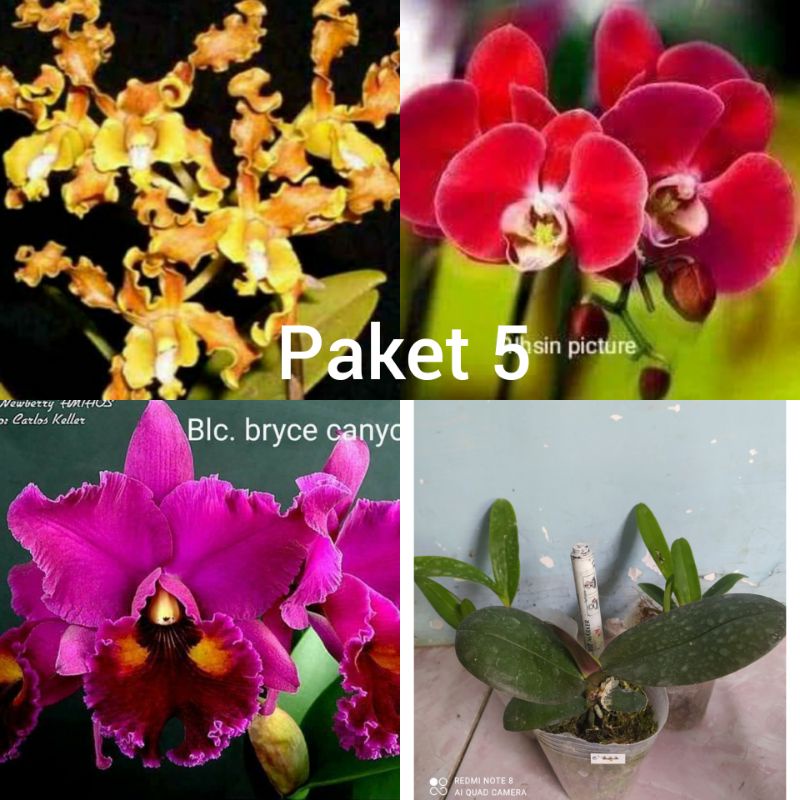 Promo 3 Anggrek Remaja Bulan Ihsin Picture, Dendrobium Discolor, Cattleya Byce Canyon