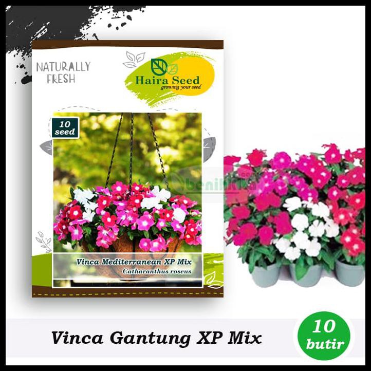 Jual Benih Bibit Bunga Vinca Gantung Trailing Xp Mix Haira Seed