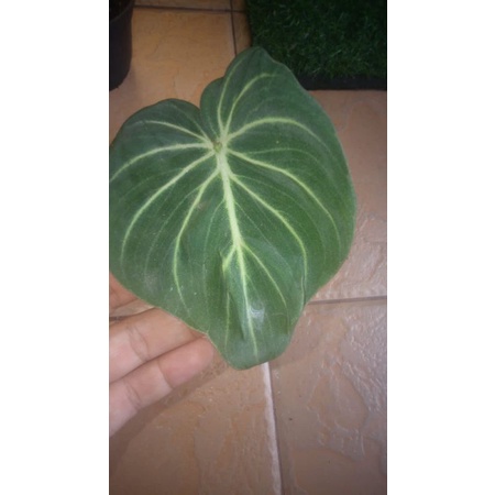 Philodendron Gloriosum White Veins