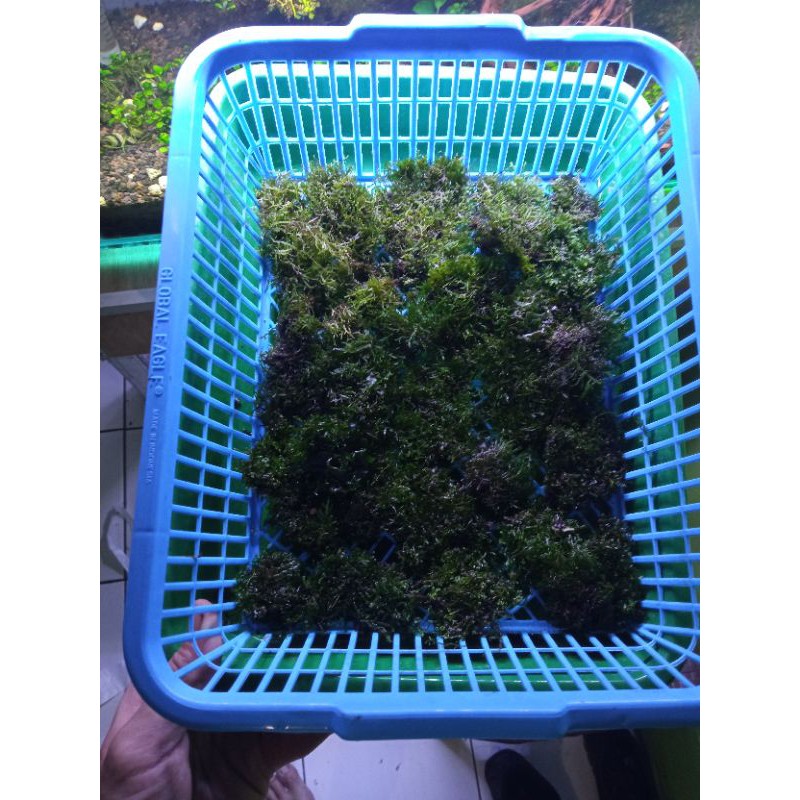Moss ricardia mini pelia porsi keranjang 30x25