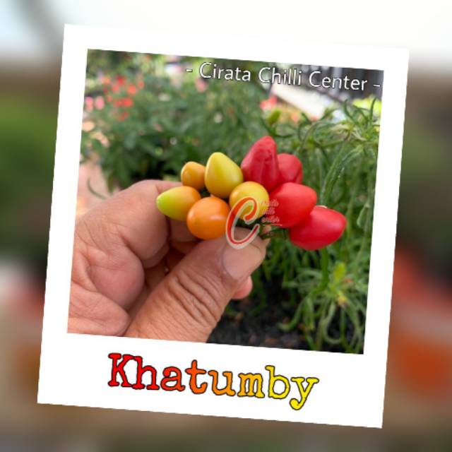 

Buah / Biji Khatumby