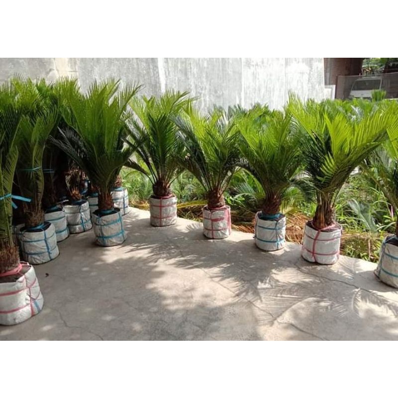 PALEM SIKAS SIZE JUMBO  - MAWAR JAMBE