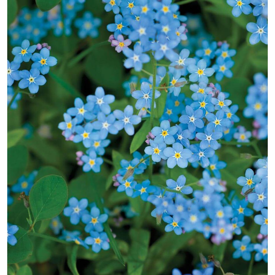 Benih-Bibit Bunga Forget Me Not (Haira Seed)