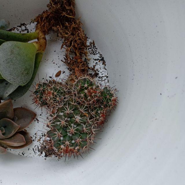 Kaktus Sukulen | 118. Mammillaria Backebergiana