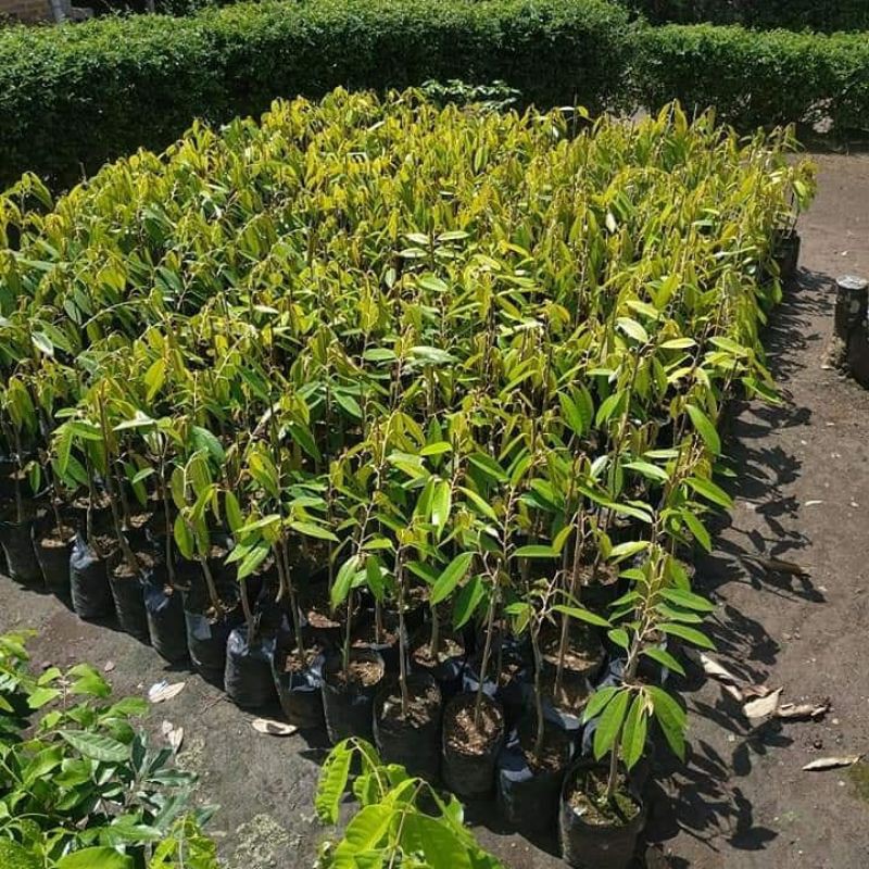 bibit buah durian pelagi