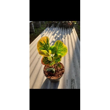 PURING APEL REHANA / MD3