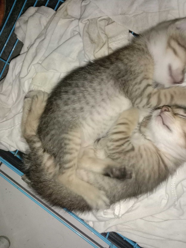 Refill Plastik Wrapping / Cling Wrap Klin Pak 30 M X 30 Cm ( Pack )