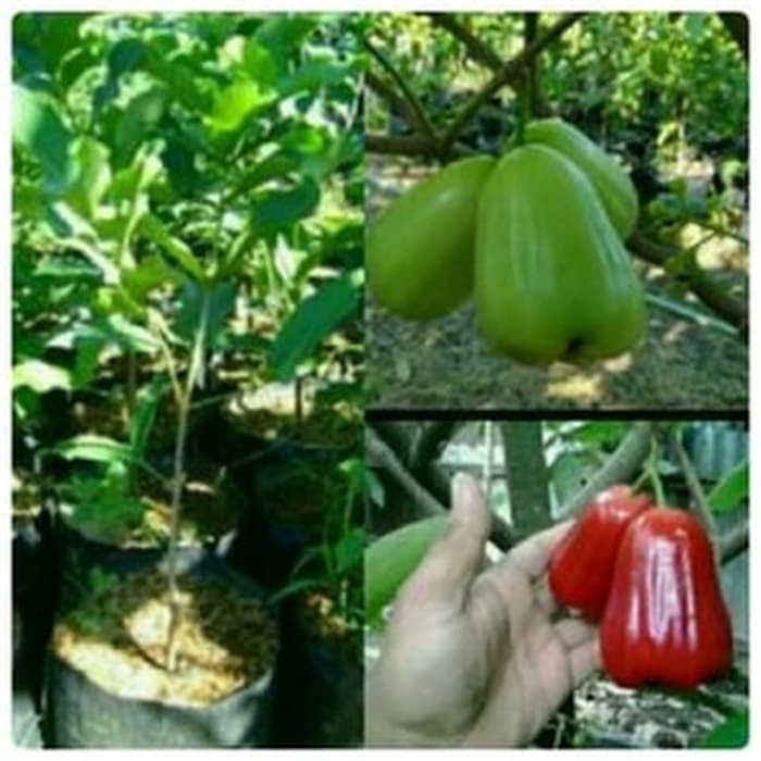 

Bunga Jadi.. Bibit Jambu Deli Merah - bukan benih, harga termurah.