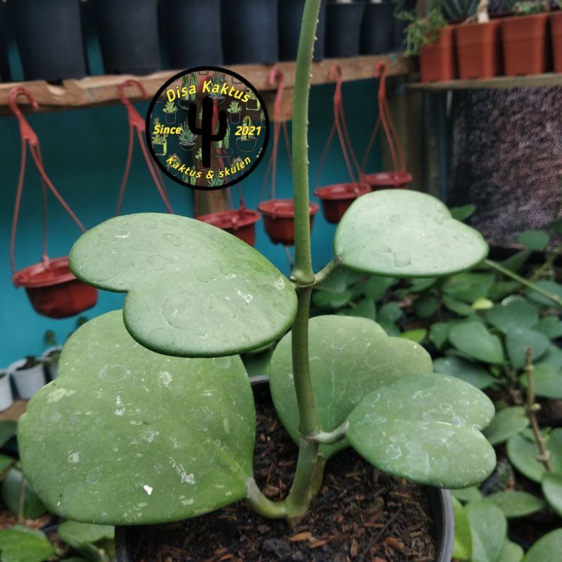 KAKTUS SKULEN - love hoya cluster 5 daun (fotoaslirealpick)