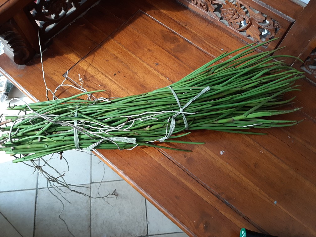 Vanda Douglas Murah (dewasa)