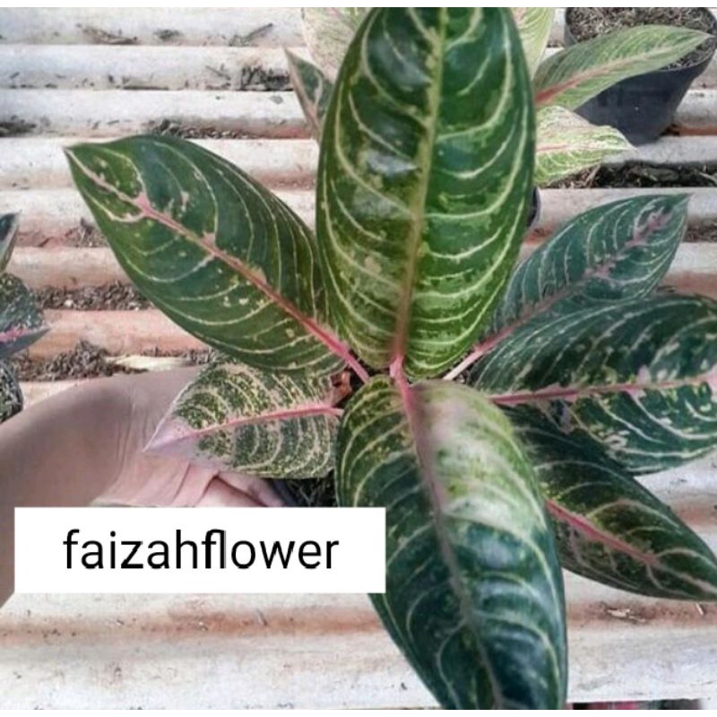 tanaman hias aglonema madam suroyo