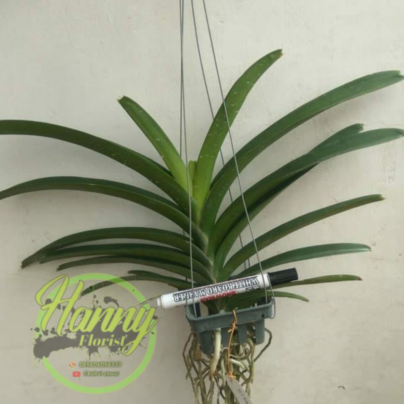 Anggrek vanda hybrid dewasa siap bunga
