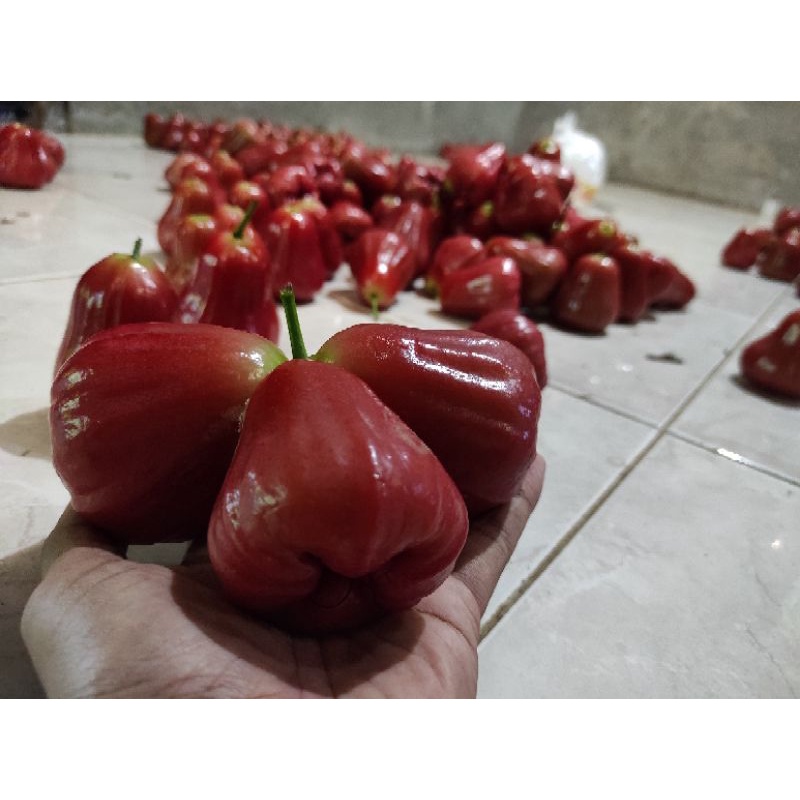 

Jambu air Citra