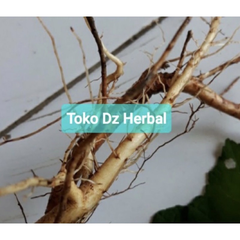 

Akar pulutan segar khusus akarnya saja 250 gram-az