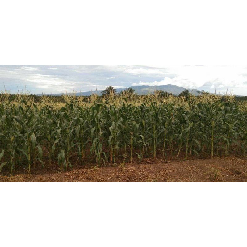 

jagung manis