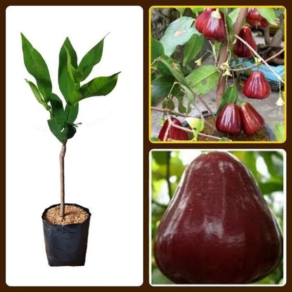 bibit jambu air king rose