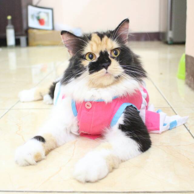 Dress pinky blue lucu untuk kucing dan anjing / baju kucing murah meriah size S M L XL