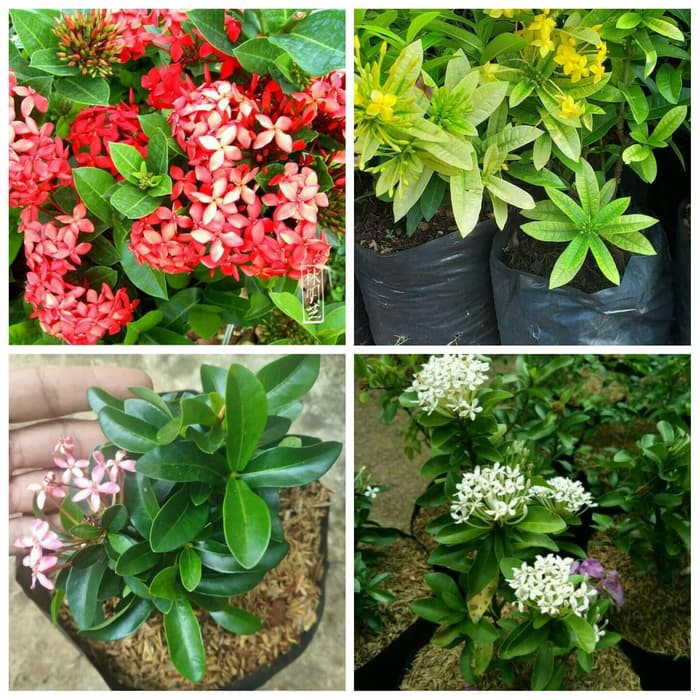 Paket 4 Tanaman Hias Asoka Mini