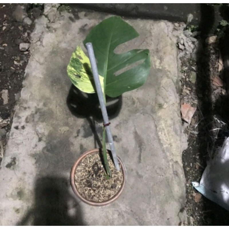 MONSTERA MARMORATA REALPIC EKONOMIS KODE  EKAORC.tk