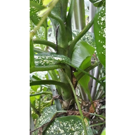 AGLONEMA JUMBO sri rejeki 2 meter juara kontes