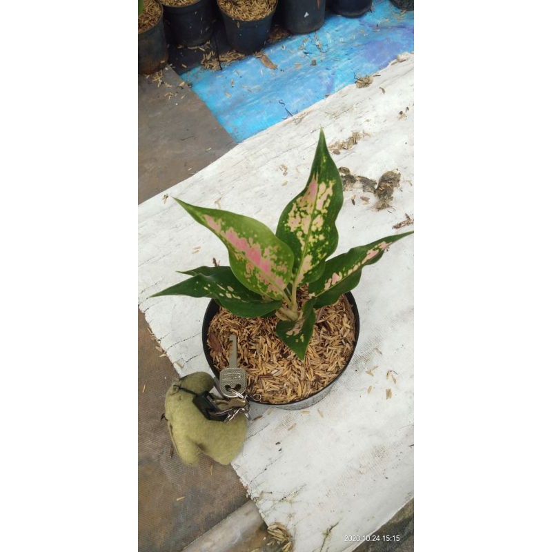 Aglonema kochin hybrid