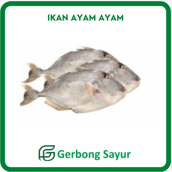 

Ikan Ayam Ayam / Ikan Ayam Ayaman Segar - 1 Kg