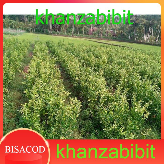 Bibit Jeruk Jepang Dekopon Import (KHANZA)
