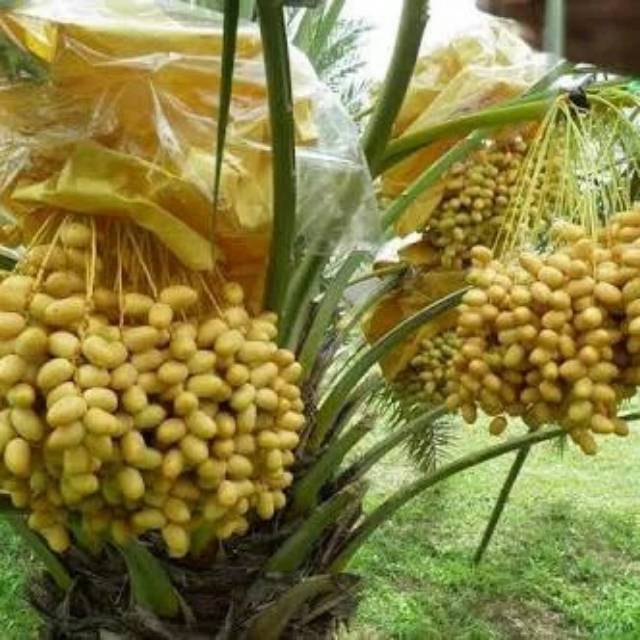 Bibit buah kurma hybrid thailand