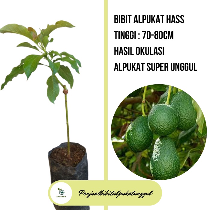 Pohon Alpukat Berbuah, Bibit Alpukat Berbuah, Tanaman Alpukat, Bibit Alpukat Batang Besar, Bibit Alp