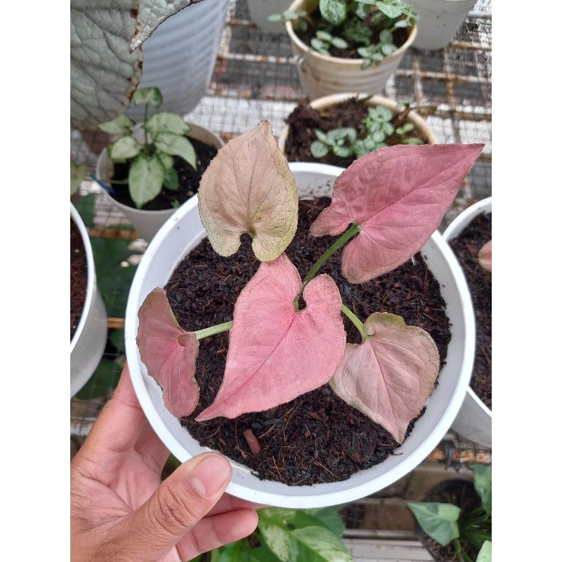 Syngonium Pink Perfection / Syngonium Minyak