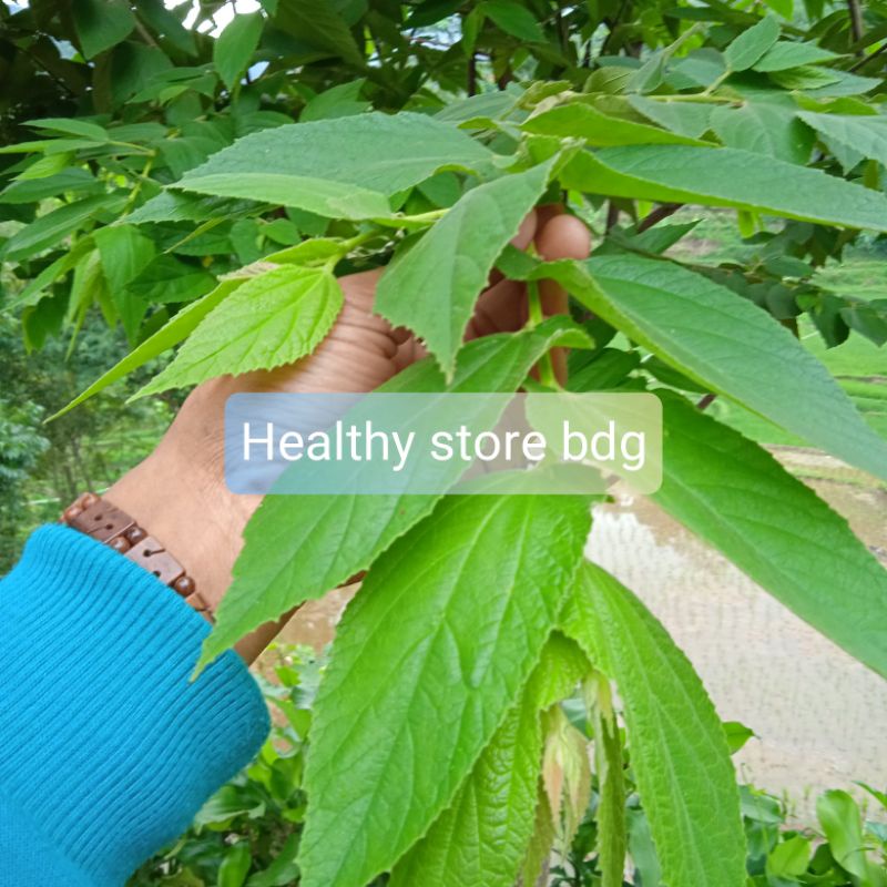 

Paket 500 Gram Daun Ceri Atau Daun kersen segar