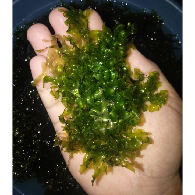 Moss Pelia Aquascape TANAMAN AQUASCAPE
