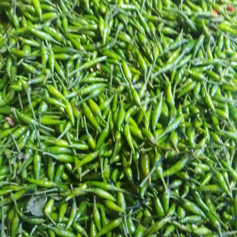 

cabe rawit hijau kulitas segar 1kg
