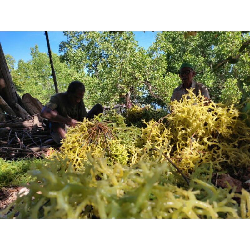 

RUMPUT LAUT KERING