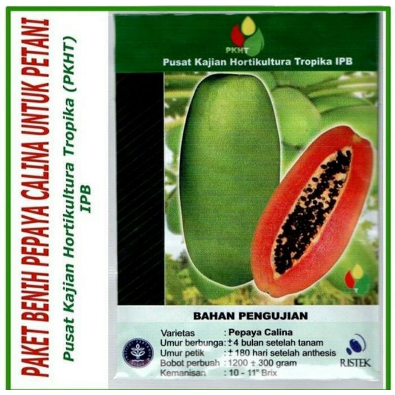 bibit pepaya calina PKHT