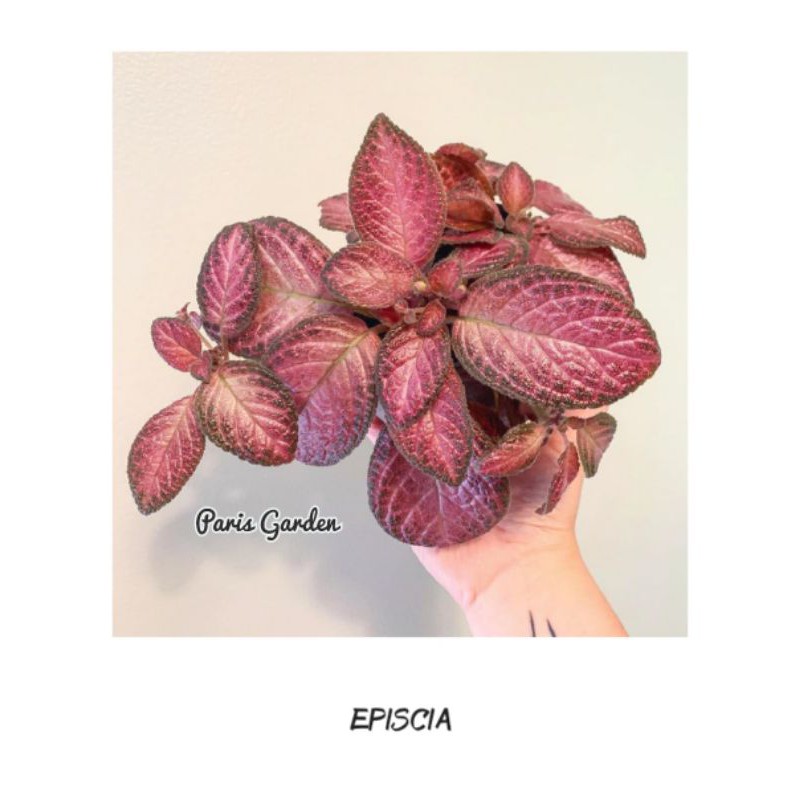 TANAMAN HIAS EPISCIA MERAH UNGU - BIBIT TANAMAN BUNGA EPICIA MERAH UNGU