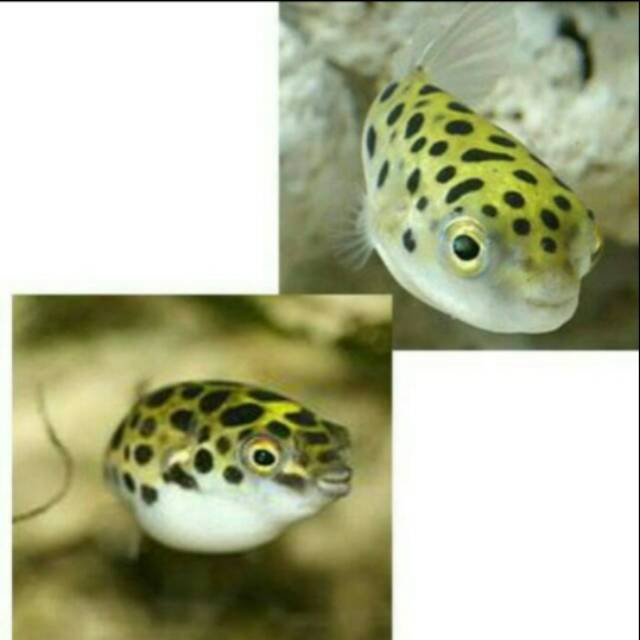 

Buntal