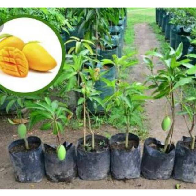 Bibit Mangga Chokanan