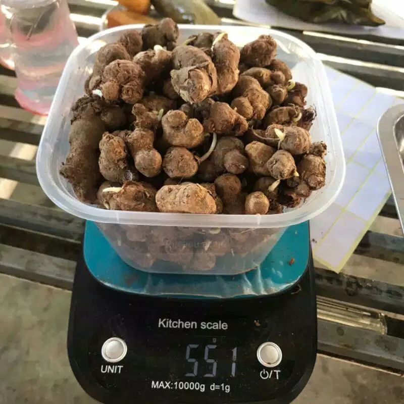 Rimpang Kunyit Hitam asli original