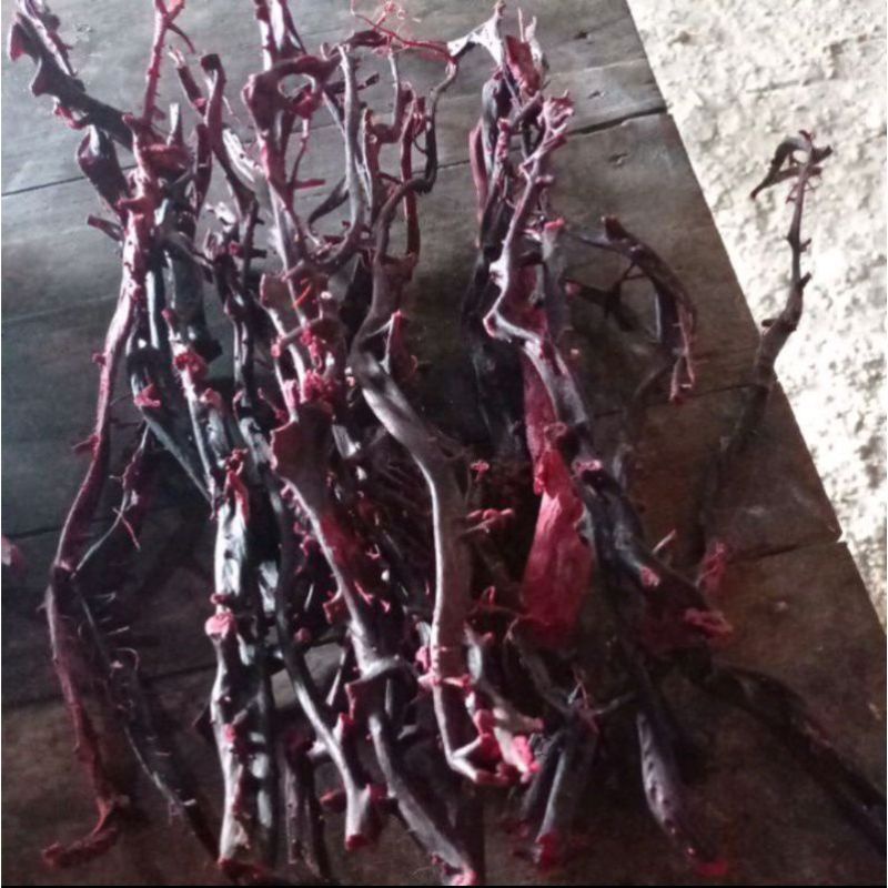 Bahan Akar Bahar Merah Asli Super Crystal original