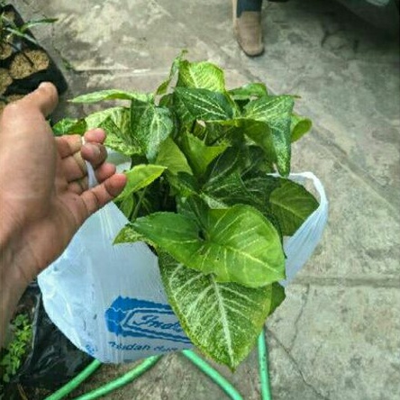 Keladi / Sygonium hijau / tanaman keladi / sygonium