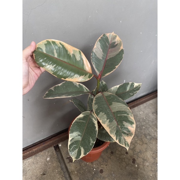 ficus elastica ruby variegata red karet kebo varigata fikus