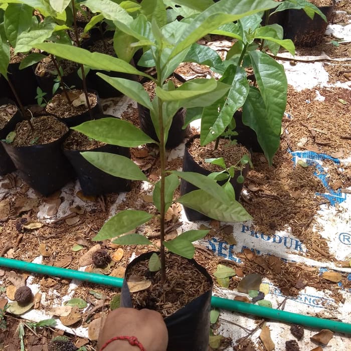 Bibit tanaman pohon alpukat mentega / avocado / bibit super