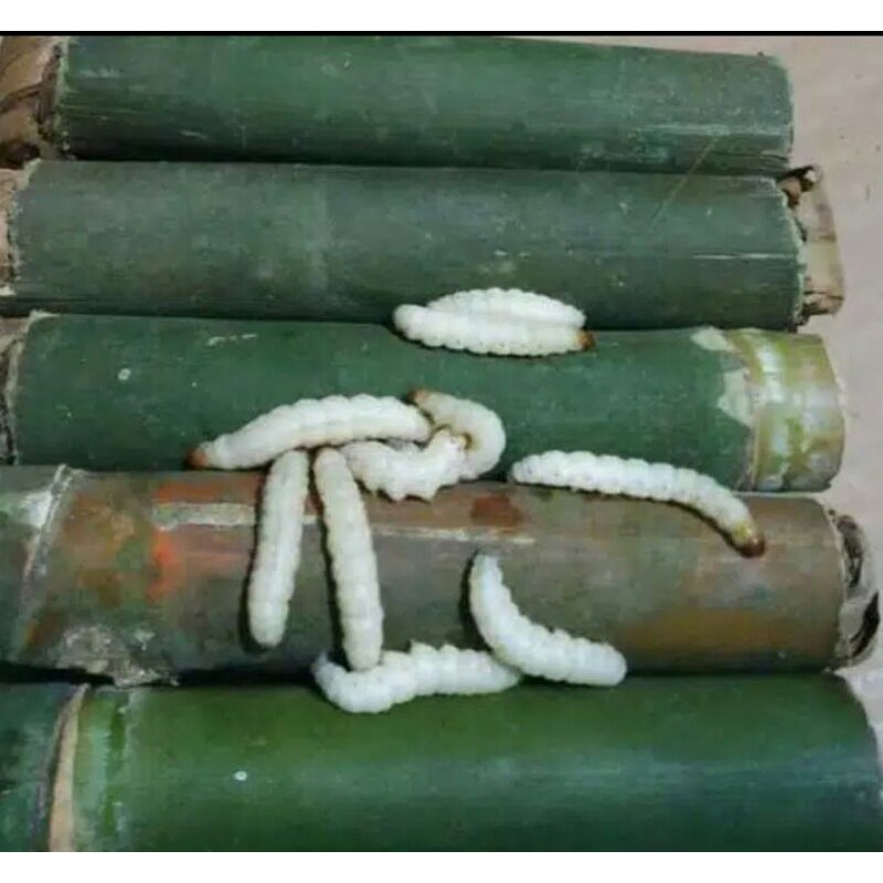 cangcilung ulat bambu umpan mancing pakan burung