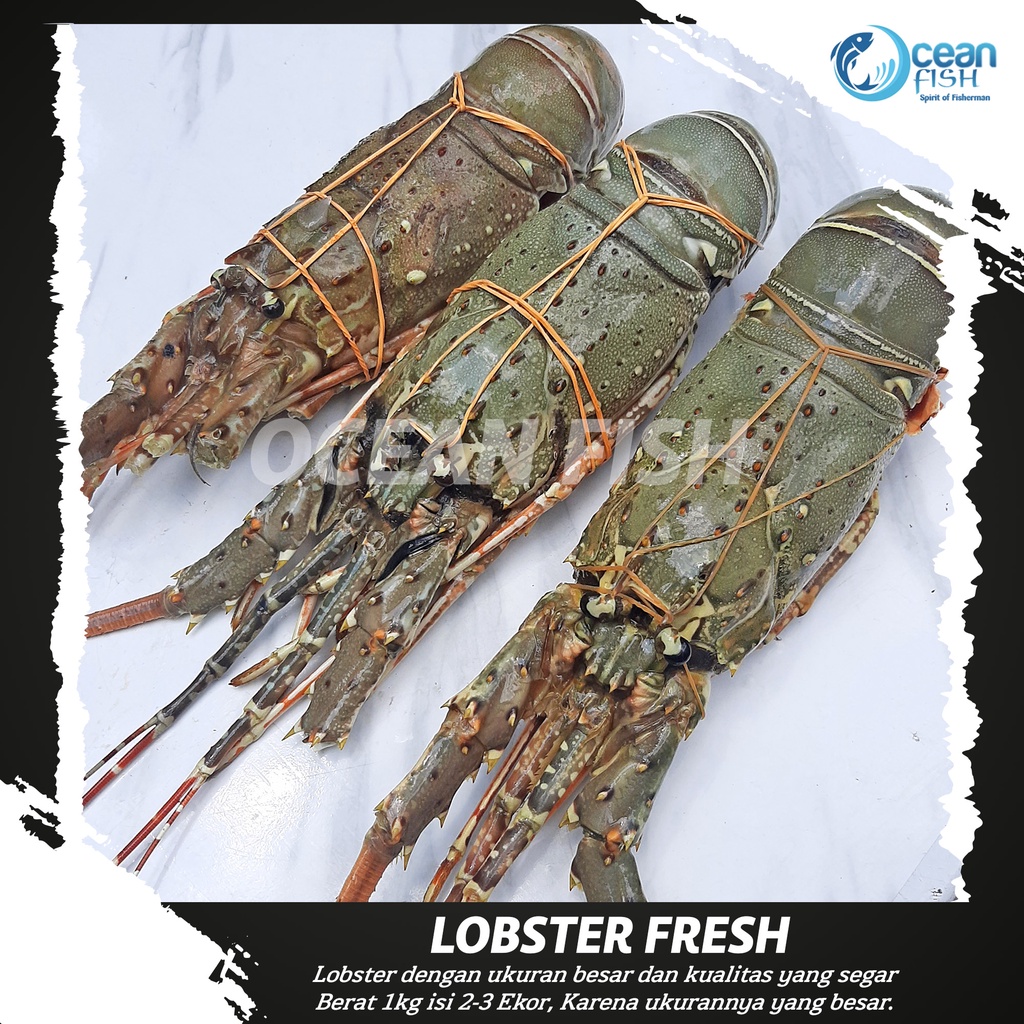 Lobster Pakistan FRESH/Lobster Besar 1kg 2-3 Ekor/Lobster Segar